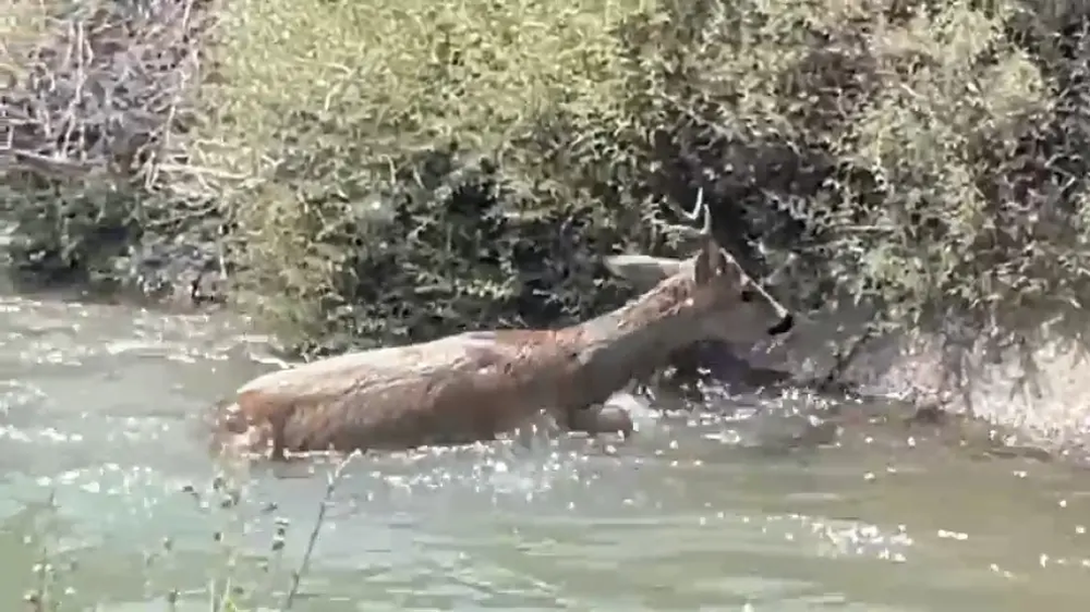 El corzo logró salir a tierra firme.&nbsp;