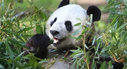 El Observador | 0000364117.webp