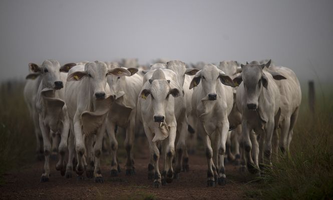 Brasil: un rebaño de ganado es conducido a pastos designados como parte de una maniobra técnica para reducir el área necesaria para los animales en la granja Marupiara ubicada en la ciudad de Tailandia, estado de Pará, Brasil.
