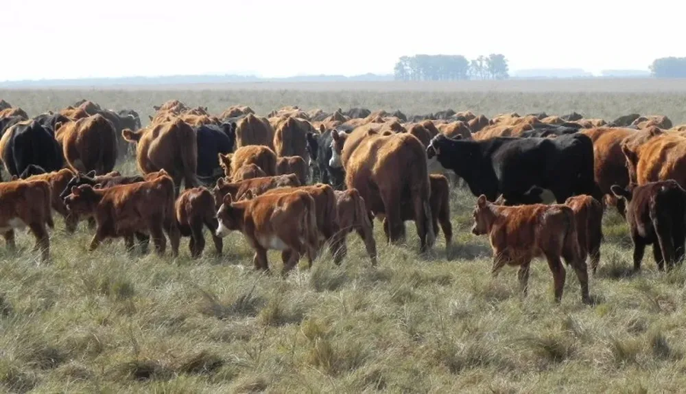 En La Mariscala se cruza Angus con Hereford