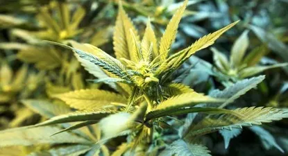 El Observador | 0000396666.webp