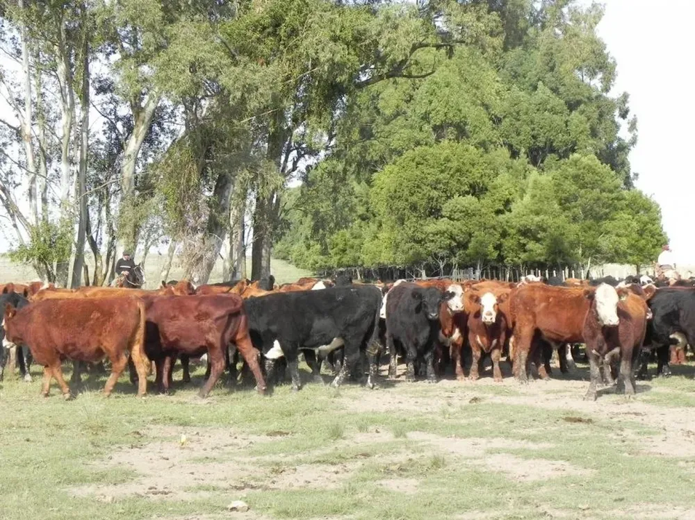Los veterinarios jugarán un rol clave en la lucha contra la garrapata