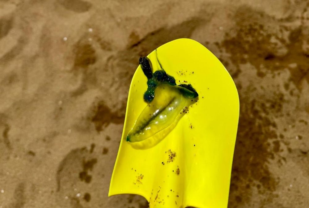 IDM por&nbsp;fragata portuguesa en la playa Mansa