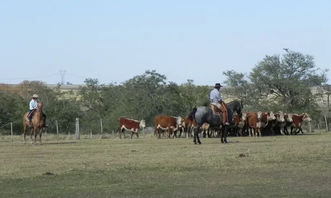 Todos los ganados Hereford exportados a China son certificados por la sociedad de criadores.