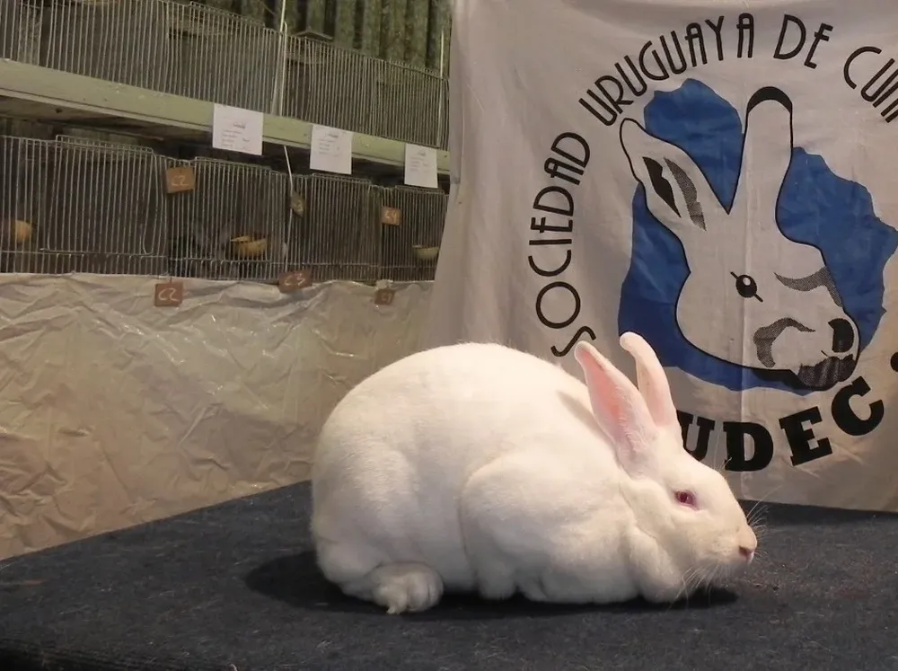 El mejor de todos los conejos, de cabaña El Porvenir