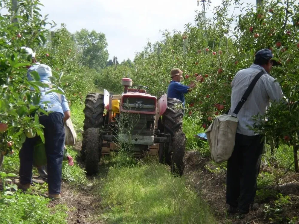 Proyectos agropecuarios y no agropecuarios son apoyados para incentivar radicación en el campo