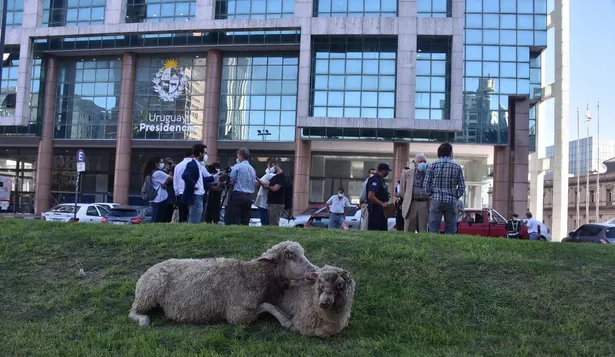 Ovinos atacados por perros expuestos frente a la Torre Ejecutiva.