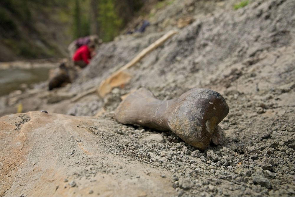 Hueso de un dedo del pie hallado en Deadfall Hills, hogar del Edmontosaurus.