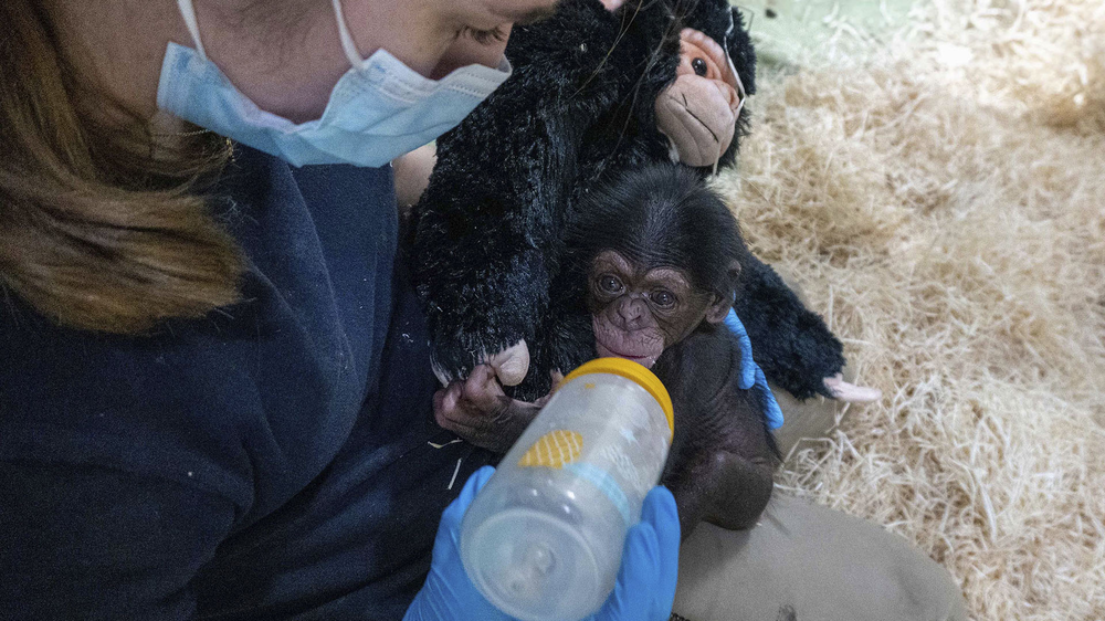 Los veterinarios alimentan al chimpamcé recién nacido.