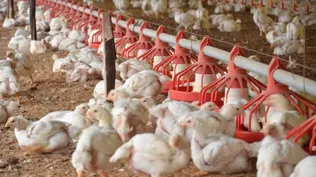 Influenza aviar: el MGAP instó a tener cuidados para preservar la condición de país libre de la enfermedad.