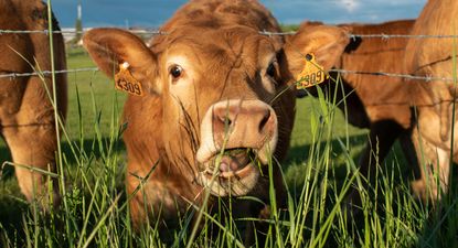 Europa: producción ganadera en tiempos desafiantes.