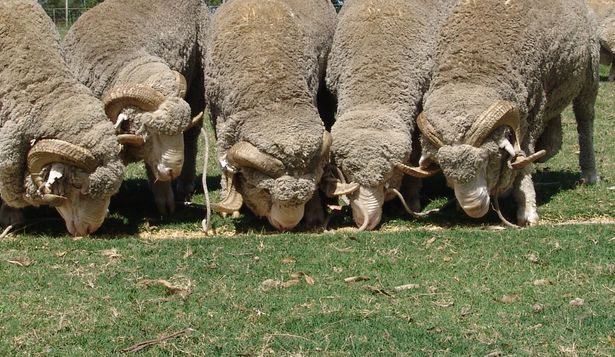 FAO instauró un reconocimiento especial al CRILU.