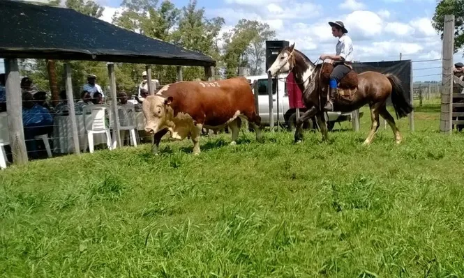 La Madrugada ofrecerá 40 toros y 200 novillos con administración propia