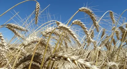 ADP con resultados positivos en las primeras cosechas de trigo de la zafra en curso.