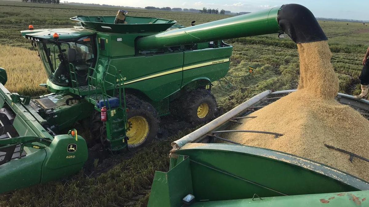 Los productores de arroz cierran la cosecha con una alegría y a la vez un problema importante