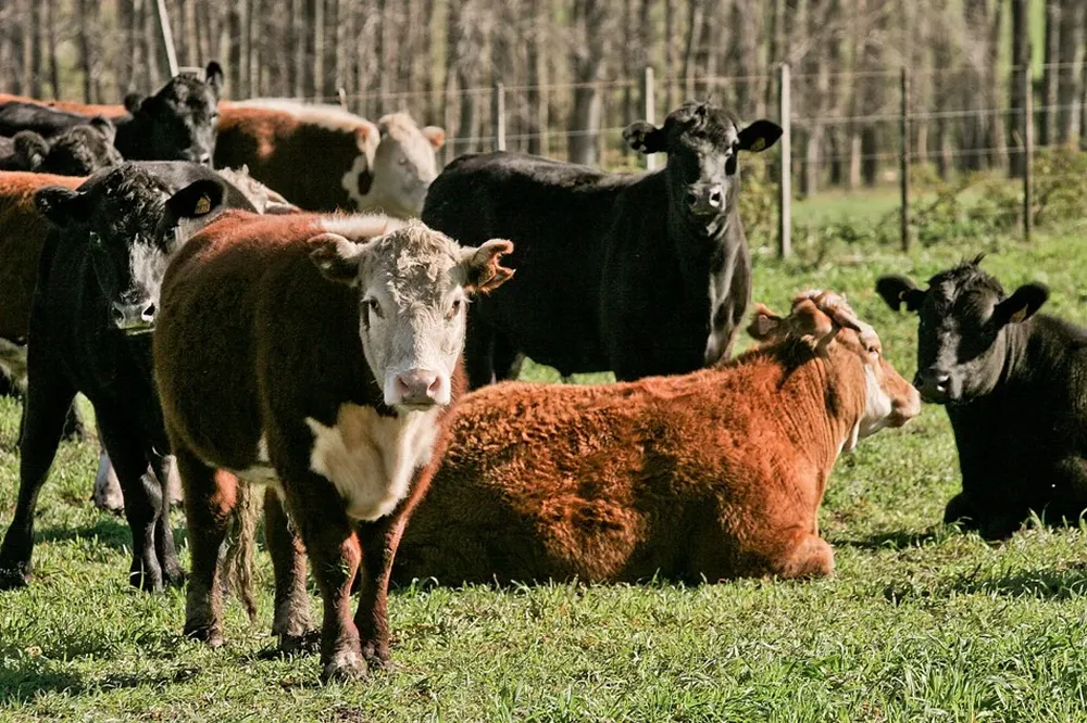 La FAO revisa sus cálculos sobre incidencia ganadera en el cambio climático