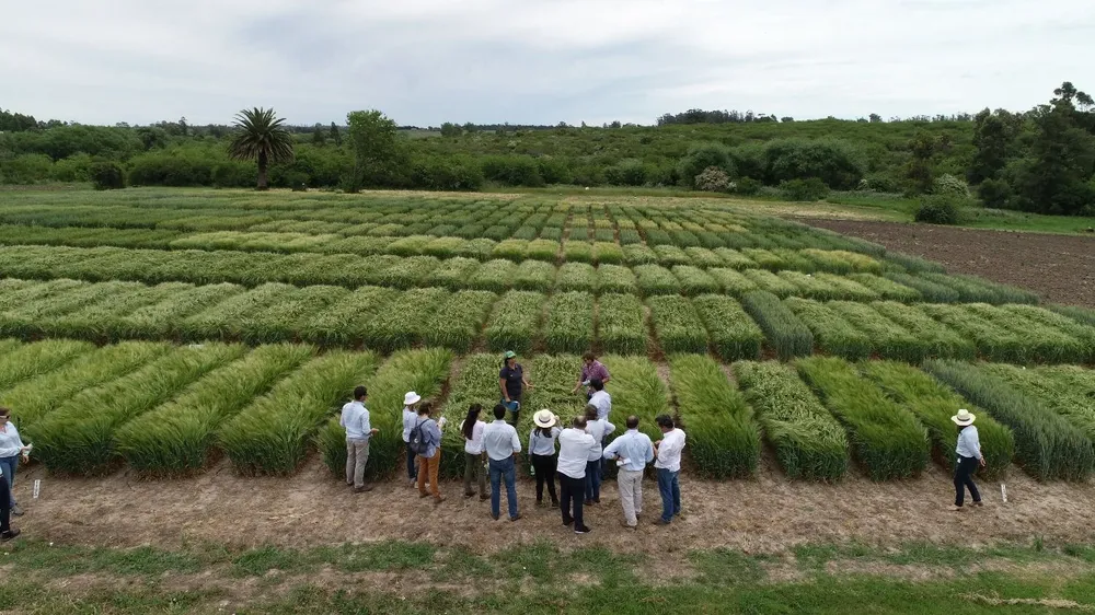Una de las áreas de investigación del Inase en instalaciones propias, en Barros Blancos
