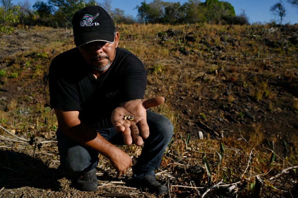Francisco Molina muestra granos de ma&iacute;z que no germinaron en la aldea de Los Piches, en San Lorenzo, departamento de Valle, Honduras.
