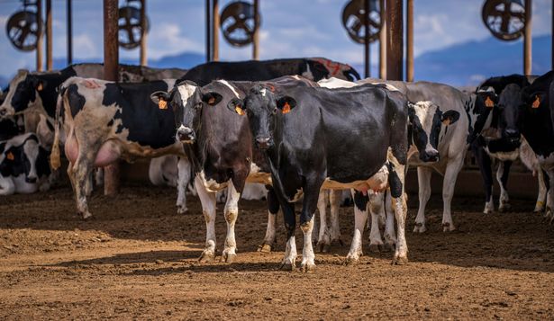 La balanza de los lácteos: Uruguay exportó por un monto récord e importó menos
