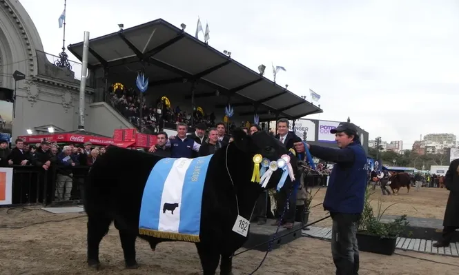 El Gran Campeón Angus que se consagró ayer en Palermo
