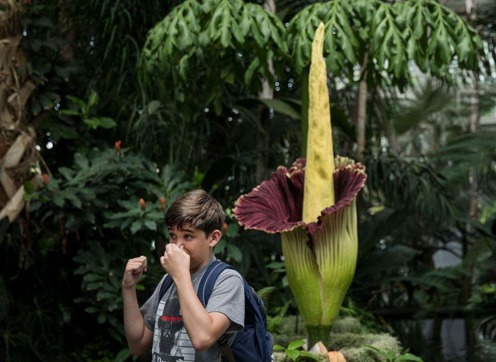 Cuando florece, el Aro Gigante expele un horroroso olor que busca simular el hedor de un animal en descomposición