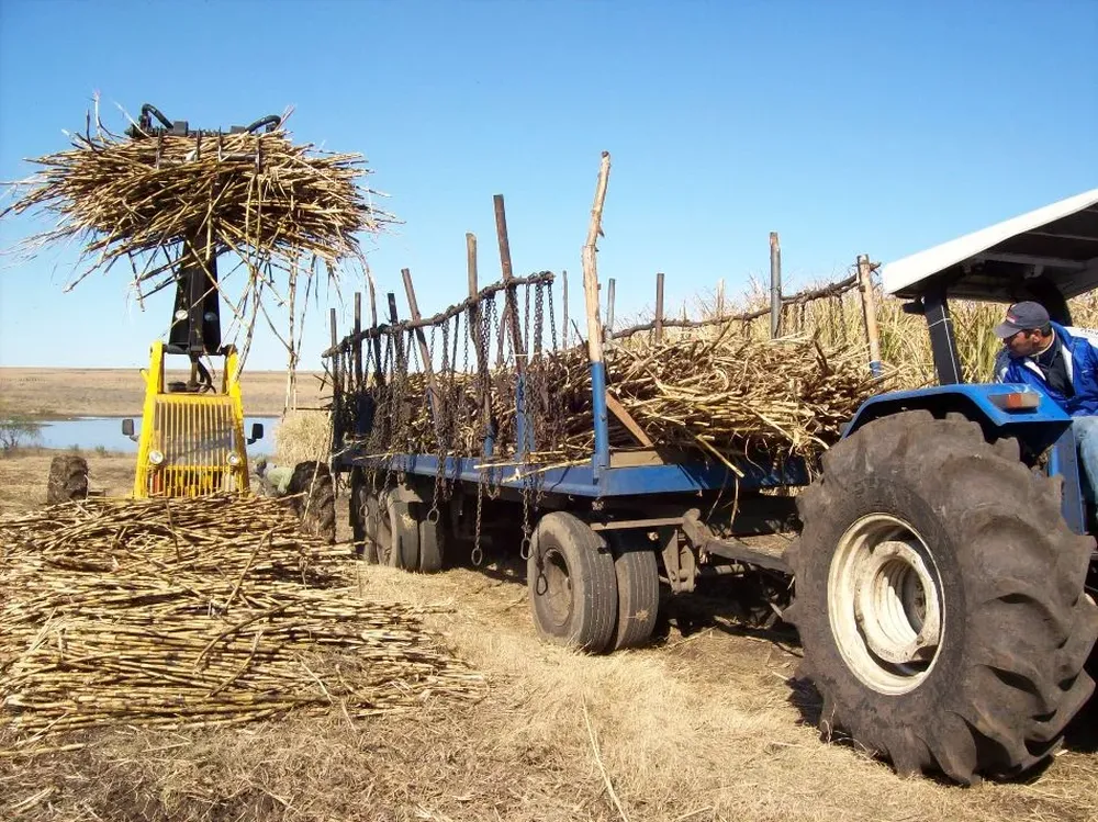 Azucareros: UNALA agrupa al sector agroindustrial de la caña de azúcar y de la remolacha azucarera en América Latina.