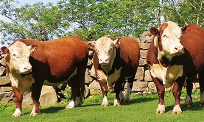 La oferta será de 25 toros y 120 vaquillonas que venderán MegaAgro y el BROU
