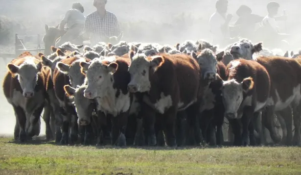 Ganadería: manejo de rodeo Hereford.
