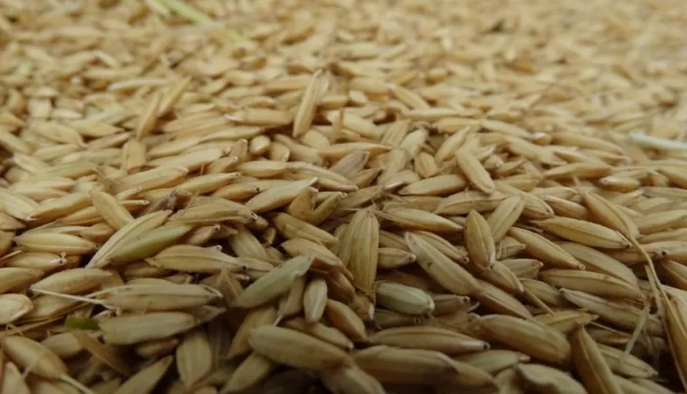 En la zafra actual el cultivo se extendió sobre 162 mil hectáreas