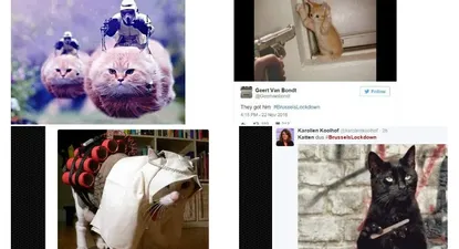 los gatos anti terroristas