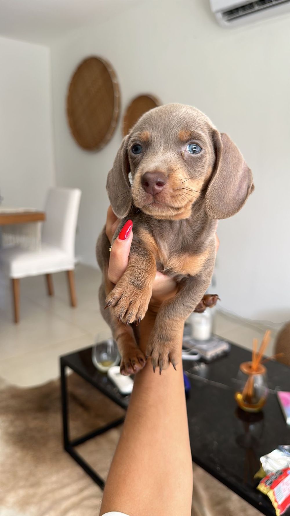 Mirko, el perrito de Matías Abaldo