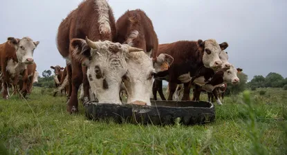 El Observador | 1616614697904.webp