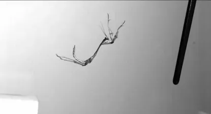 El Observador | 0000299649.webp