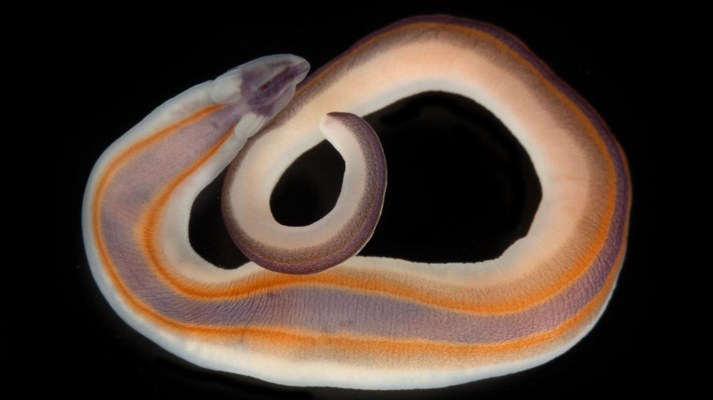 Los colores extraordinarios del gusano cinta.