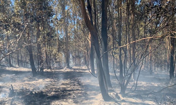 Bomberos controló incendio forestal en Lavalleja: dejó 410 hectáreas afectadas y continúan tareas de enfriamiento