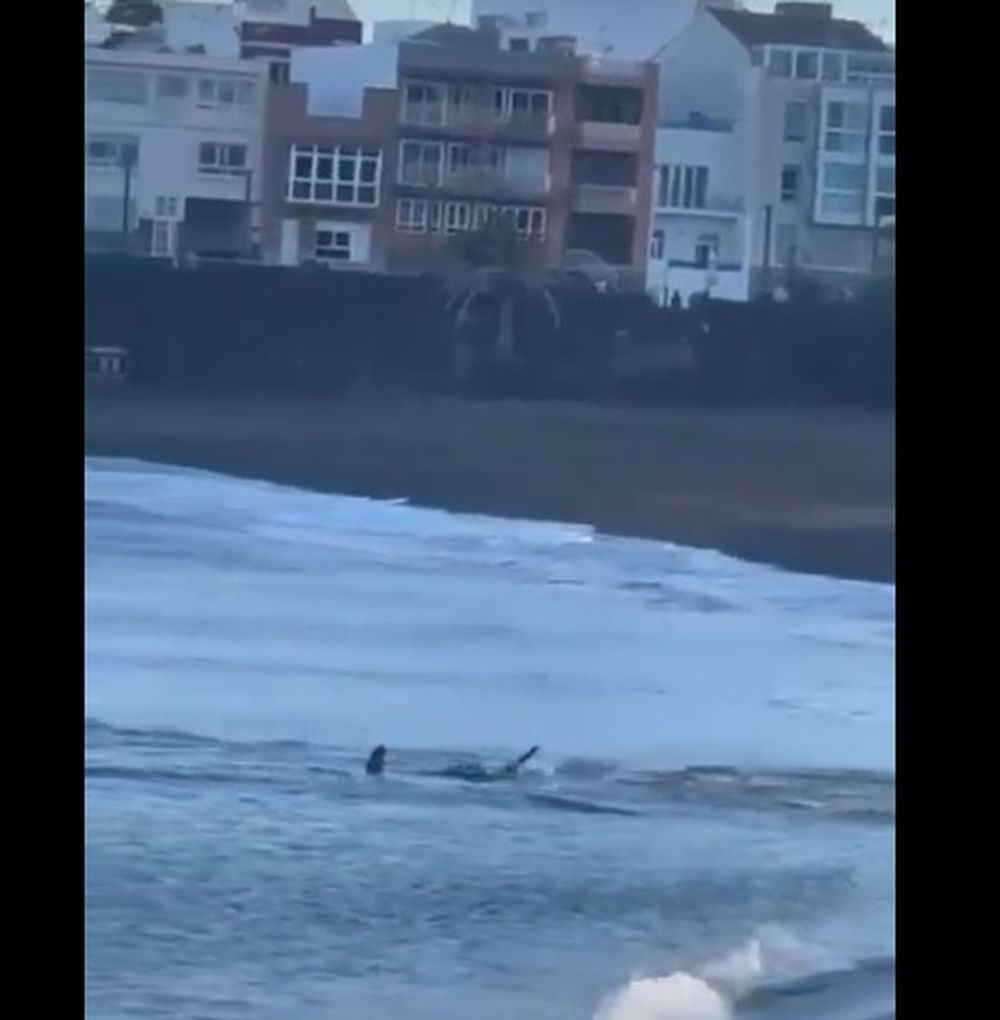 El tiburón en una playa de Gran Canaria