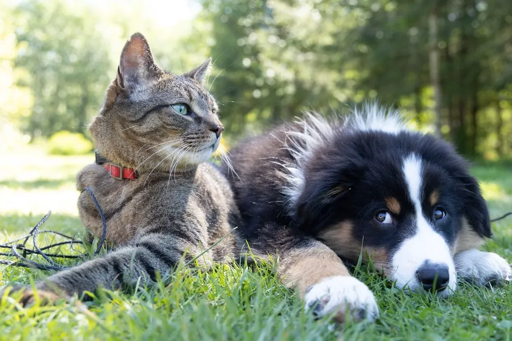 Los perros y los gatos son las dos mascotas de hogar más comunes pero, ¿cuál es más inteligente