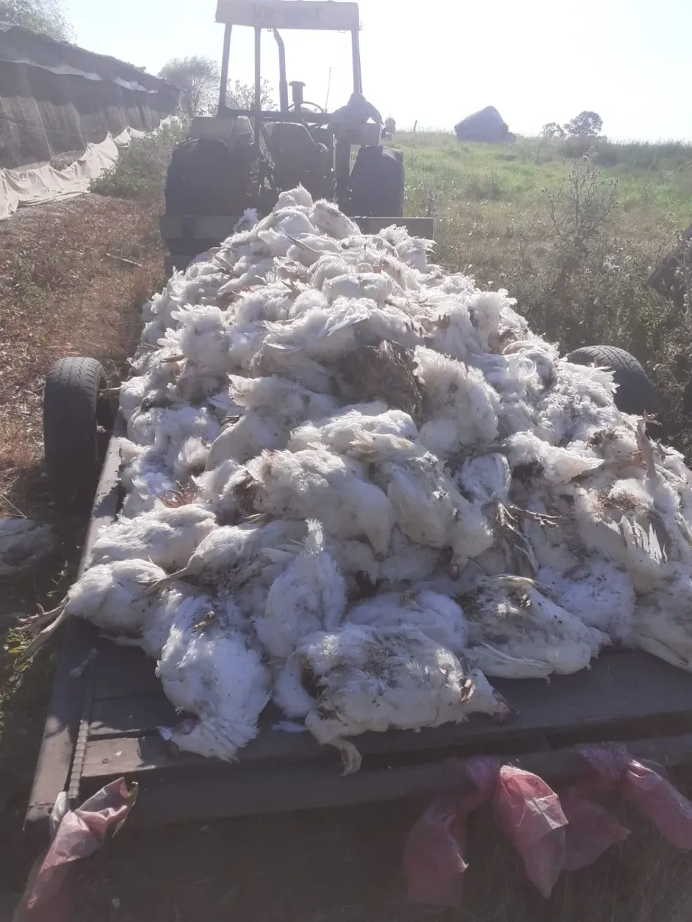Las aves muertas fueron enterradas en una fosa para evitar problemas ambientales.