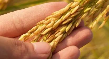 Granos de arroz, un alimento clave en muchas culturas.