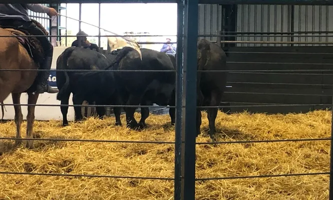 La venta se hizo en Tacuarembó.