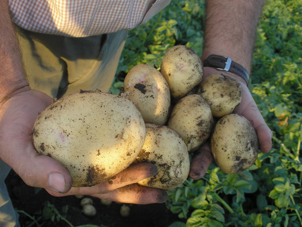 Papa uruguaya: la producción mayoritaria se genera en San José.