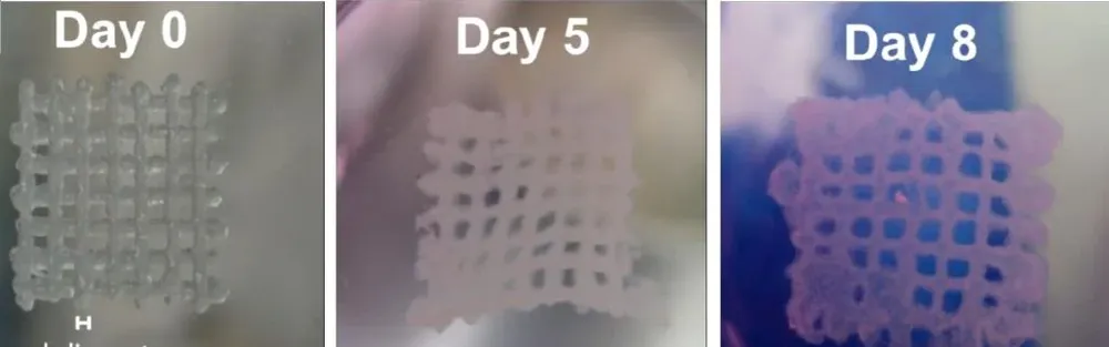 Progresión de las células de cáncer impresas sobre la matriz