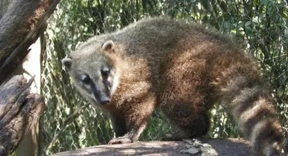 Coatí