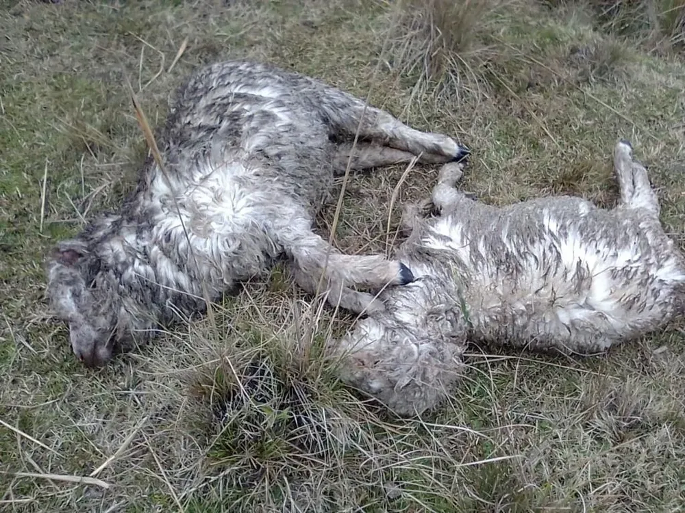 En el establecimiento han sucedido varios ataques de perros y casos de abigeato este año.