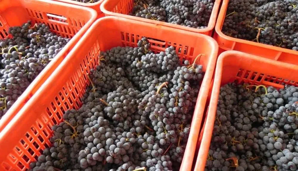 La cosecha se estimó en unos 90 millones de kilos