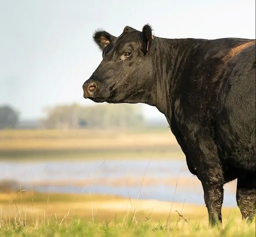 Zambrano & Cía rematará en Florida.