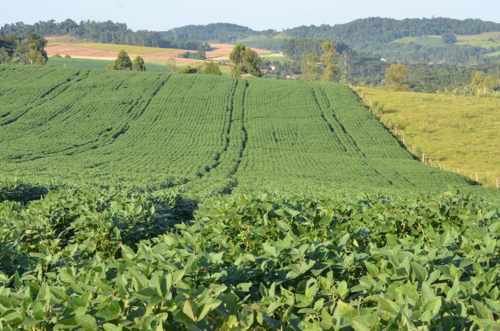Plantación con soja.