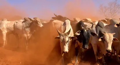 El Observador | 1590092637406.webp