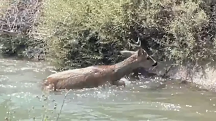 El corzo logró salir a tierra firme.&nbsp;