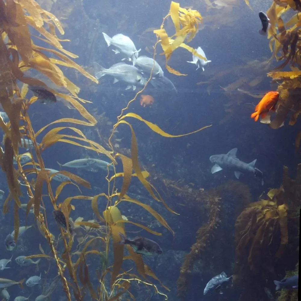 La última muerte masiva de especies marinas fue hace 55 millones de años.